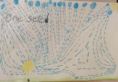 Kid’s Art of One Seed